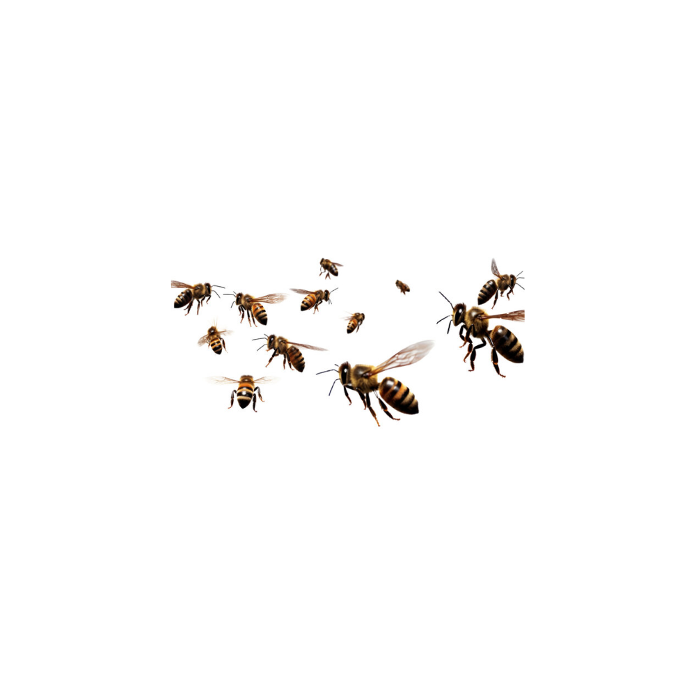 Bee family