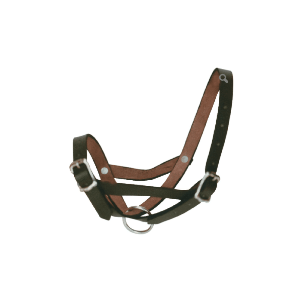 Halter (boshga kiydiriladigan bog‘lovchi)