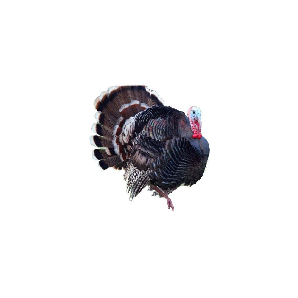 Turkey