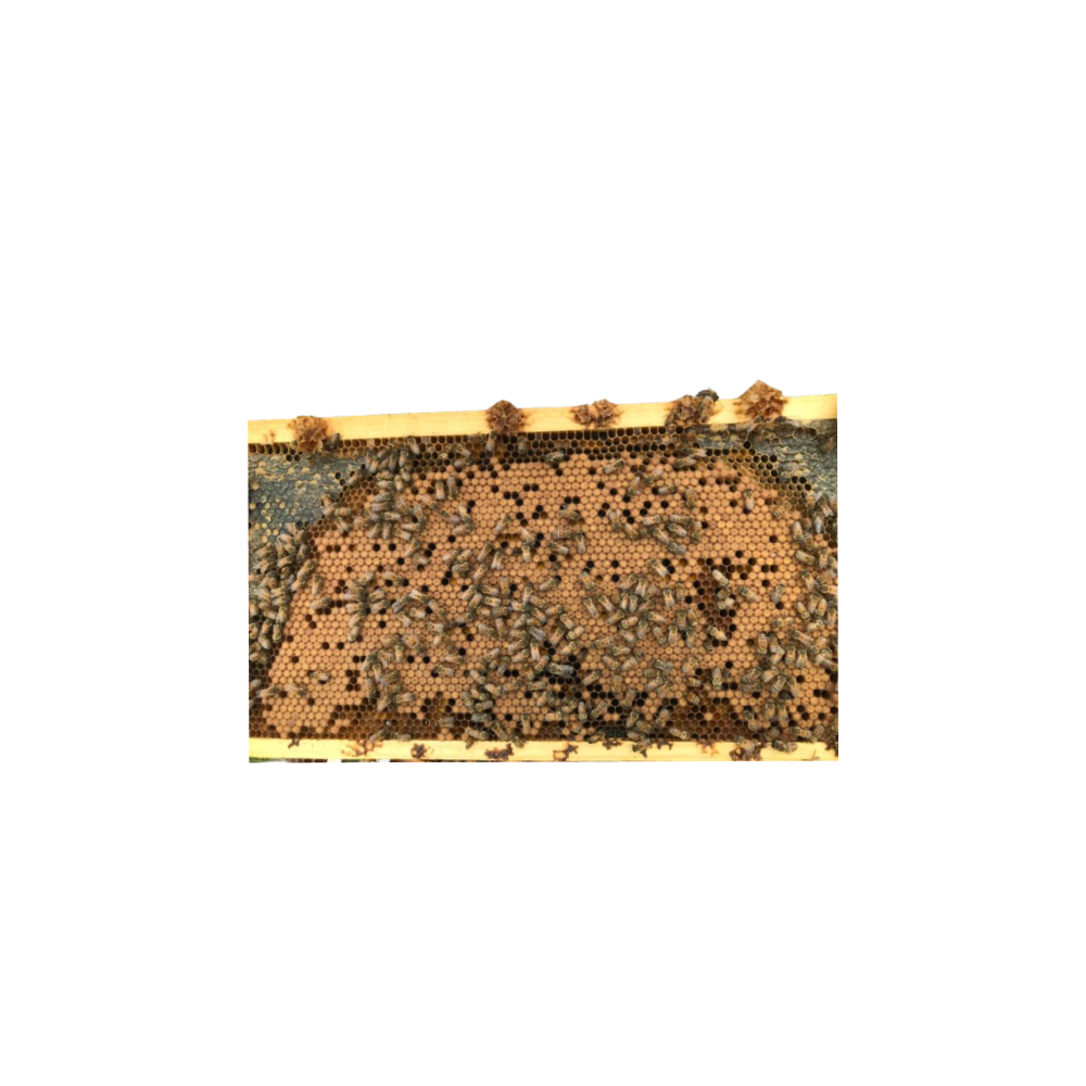 Bees (colony)