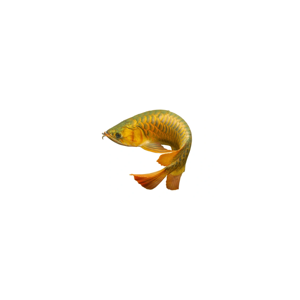 Arowana