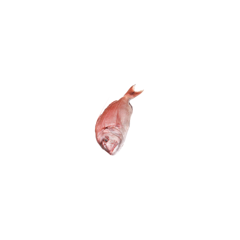 Red mullet
