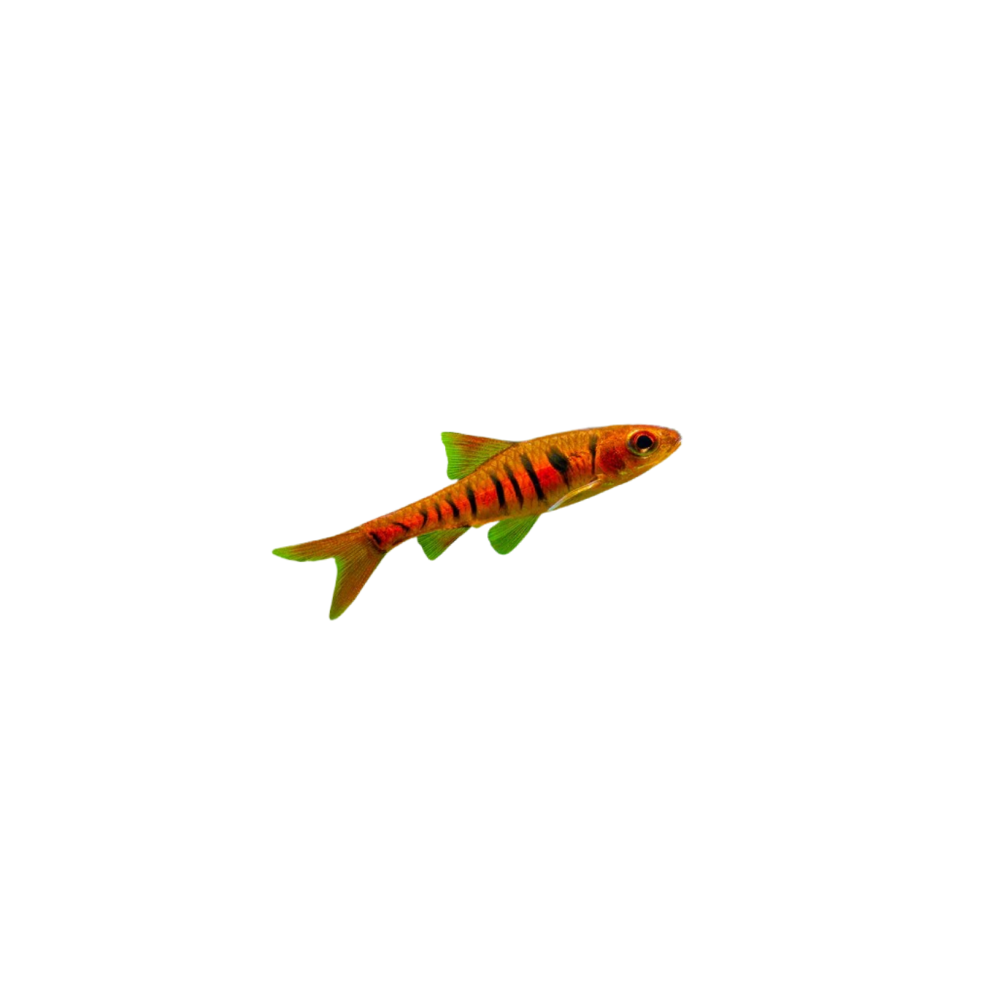 Barb (barbus)