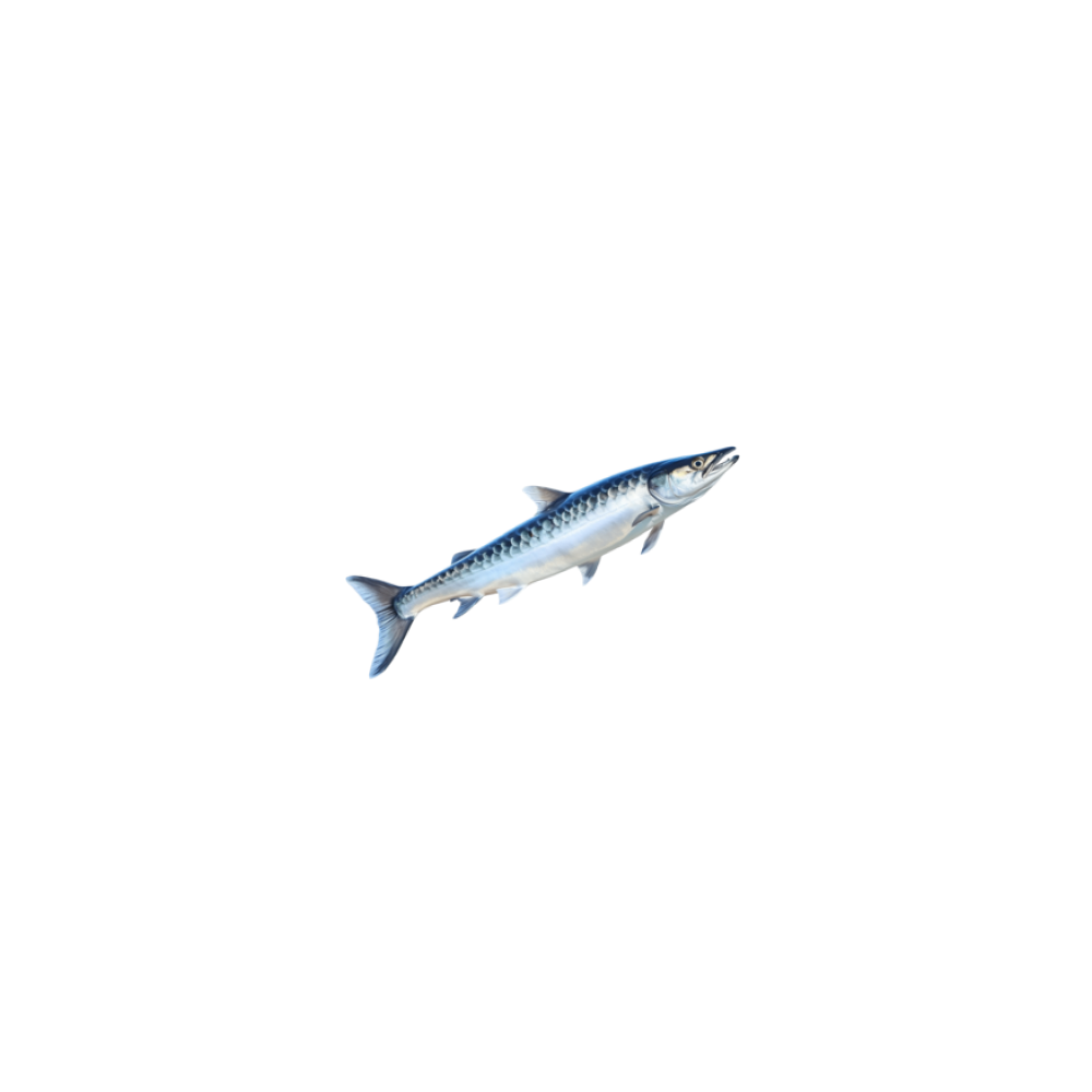 Barracuda
