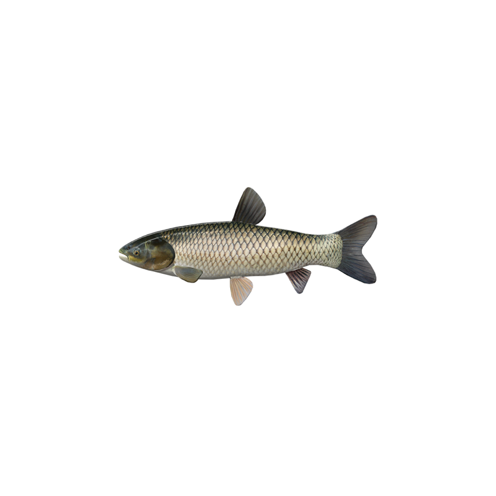 Grass carp (white amur)