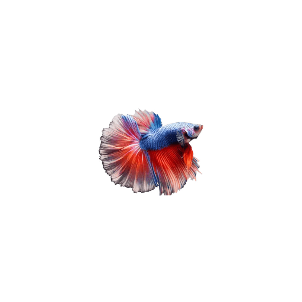 Betta (petushok)
