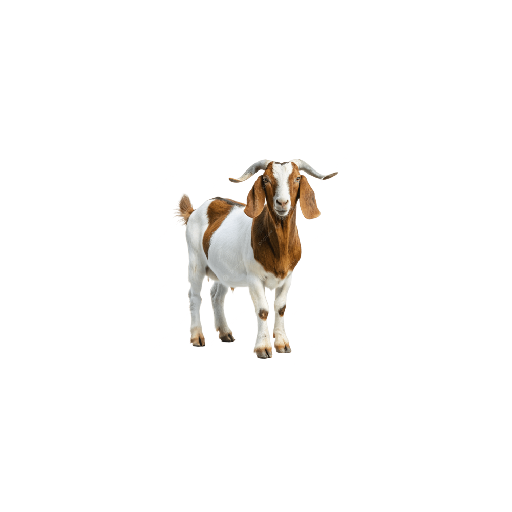 Boer (bo‘r)