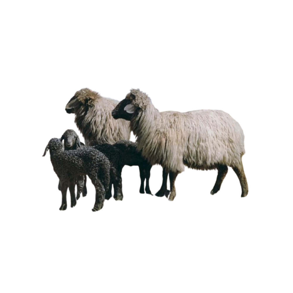 Bukhara Karakul sheep