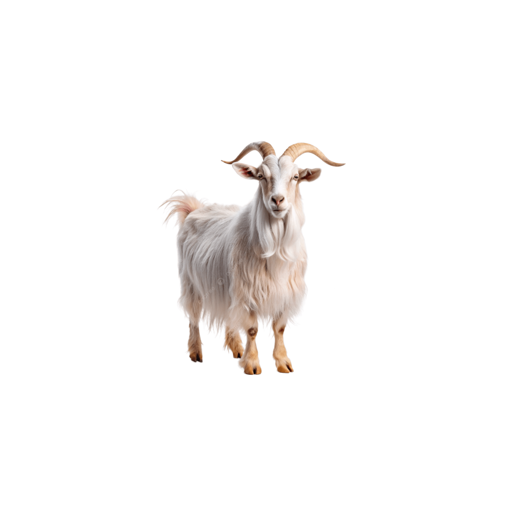 Cashmere goat