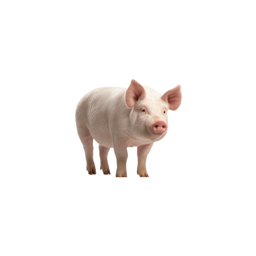 Cho‘chqa (pig)