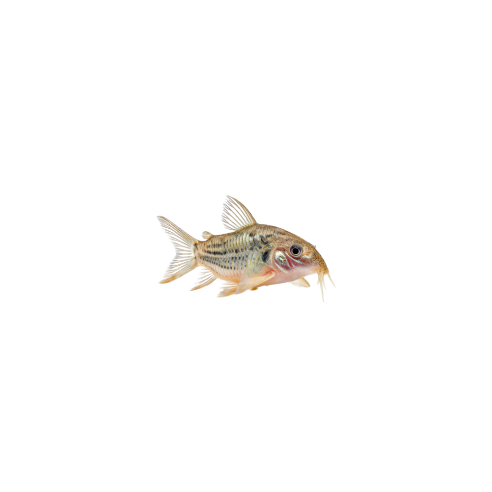 Corydoras (catfish)
