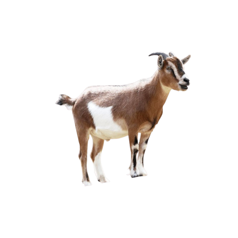 Echki