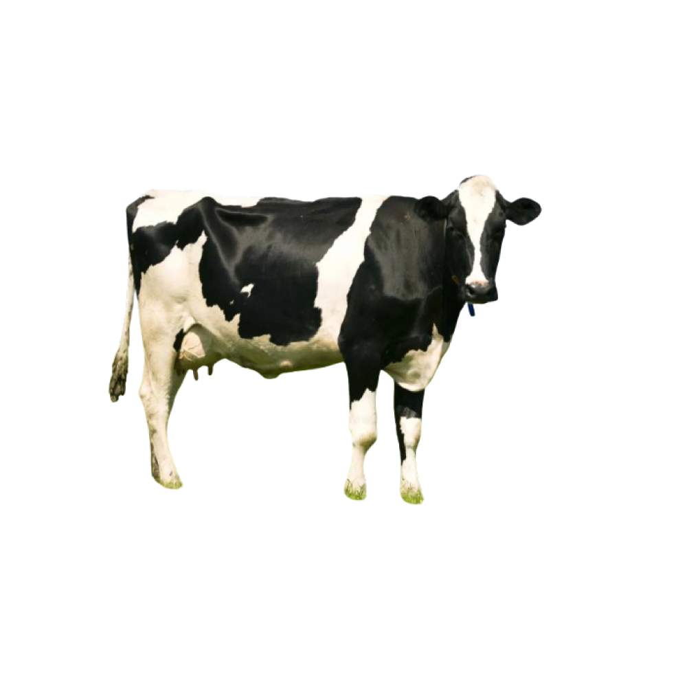 Golshtin (holstein)