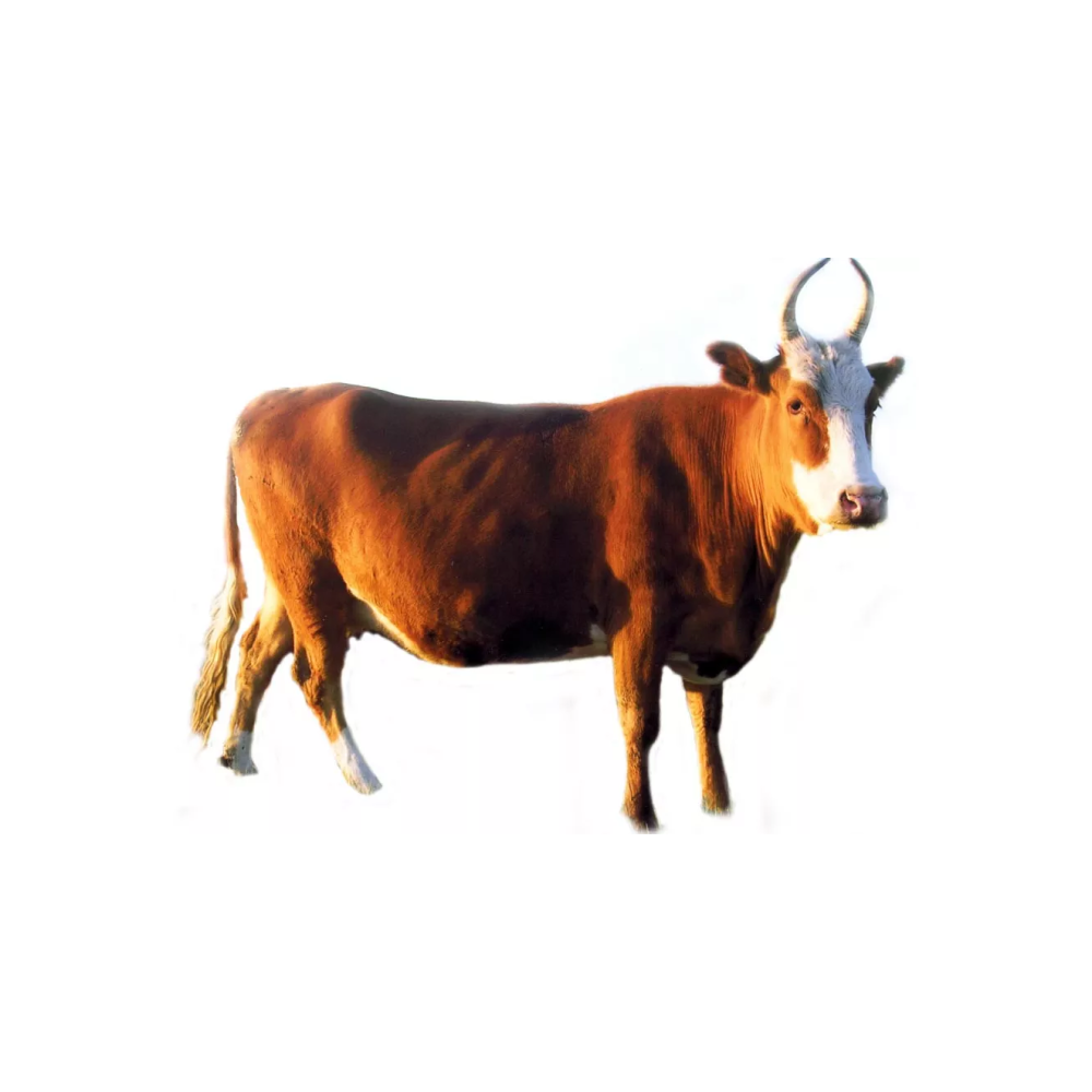 Kalmık tuqımı
