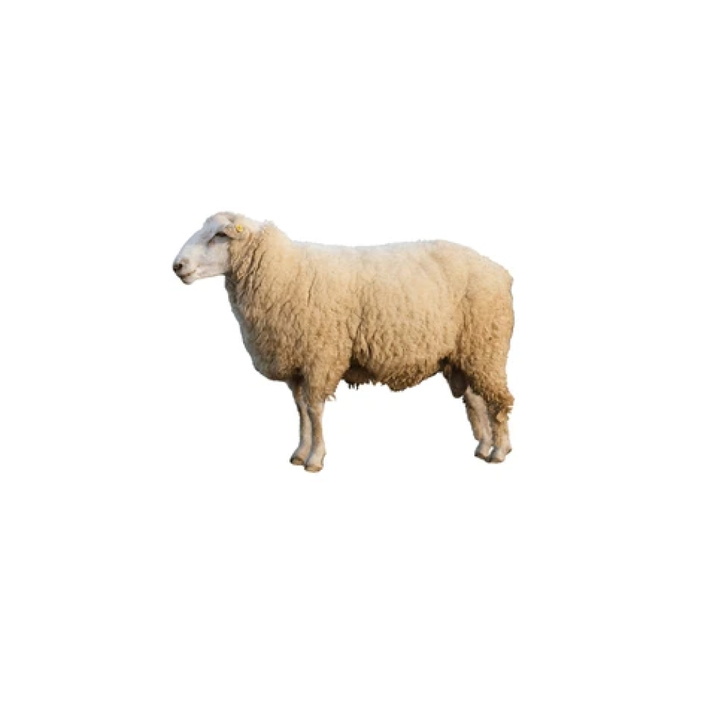 Corriedale