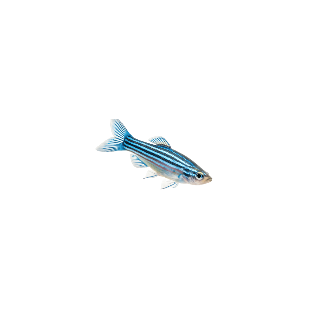 Danio (zebra fish)