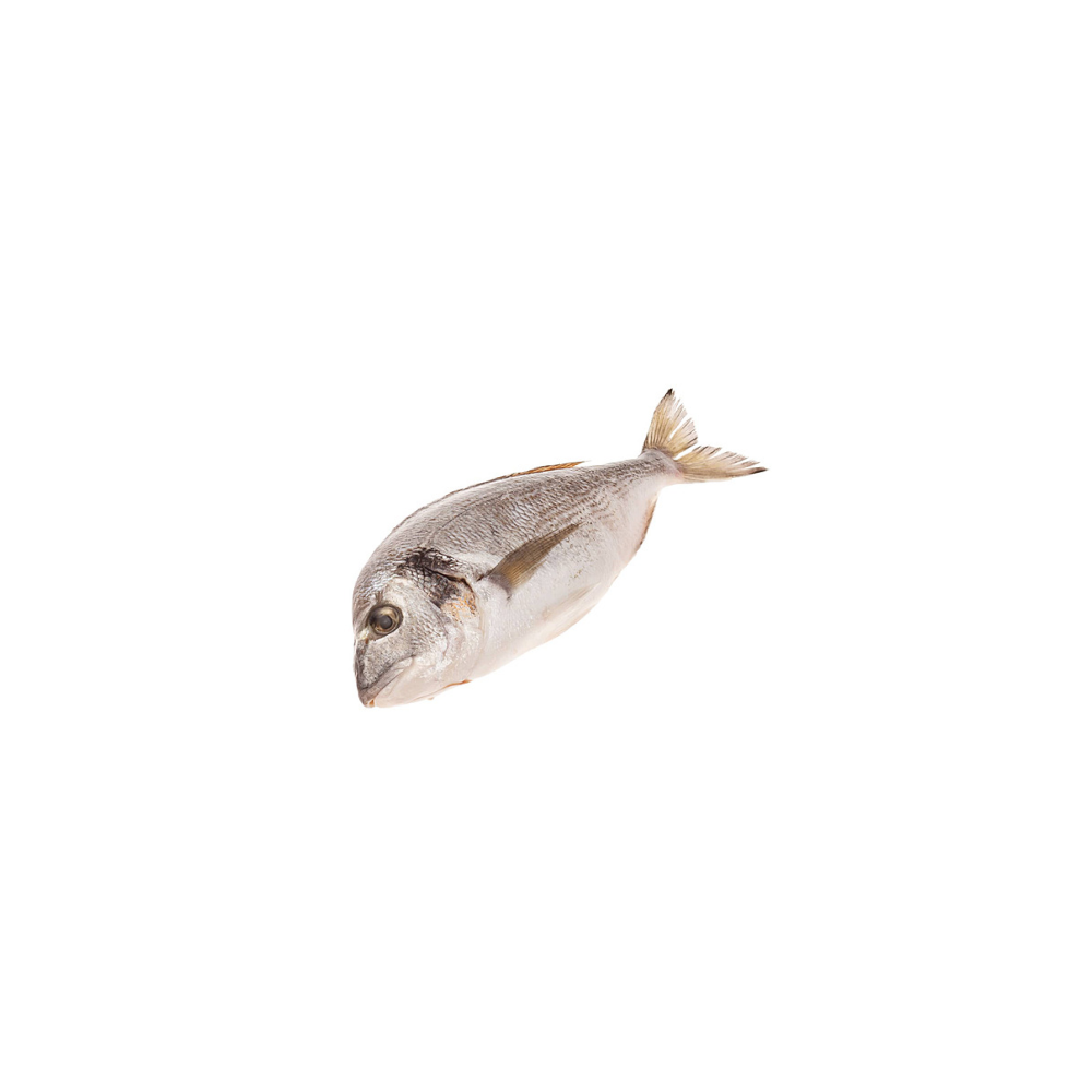 Sea bream (dorada)