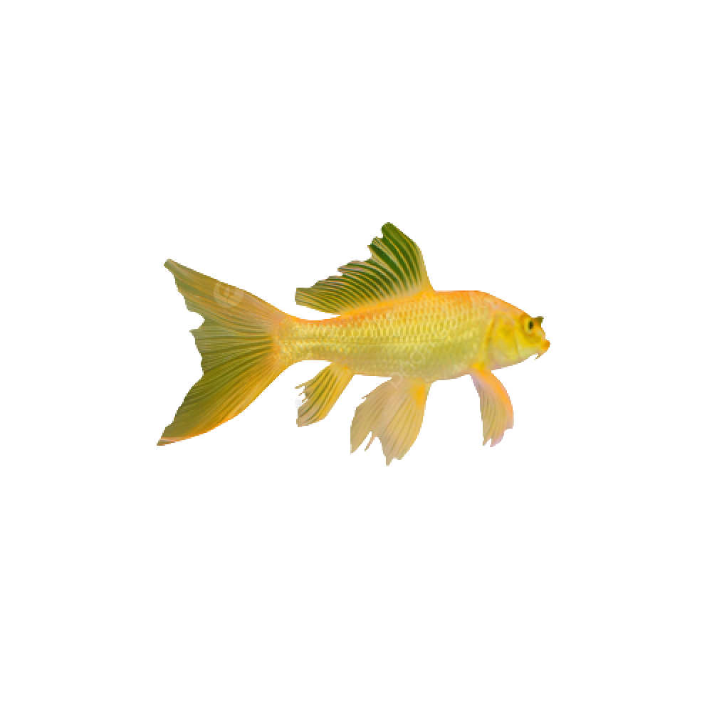 Dekorativ (akvarium) baliqlar