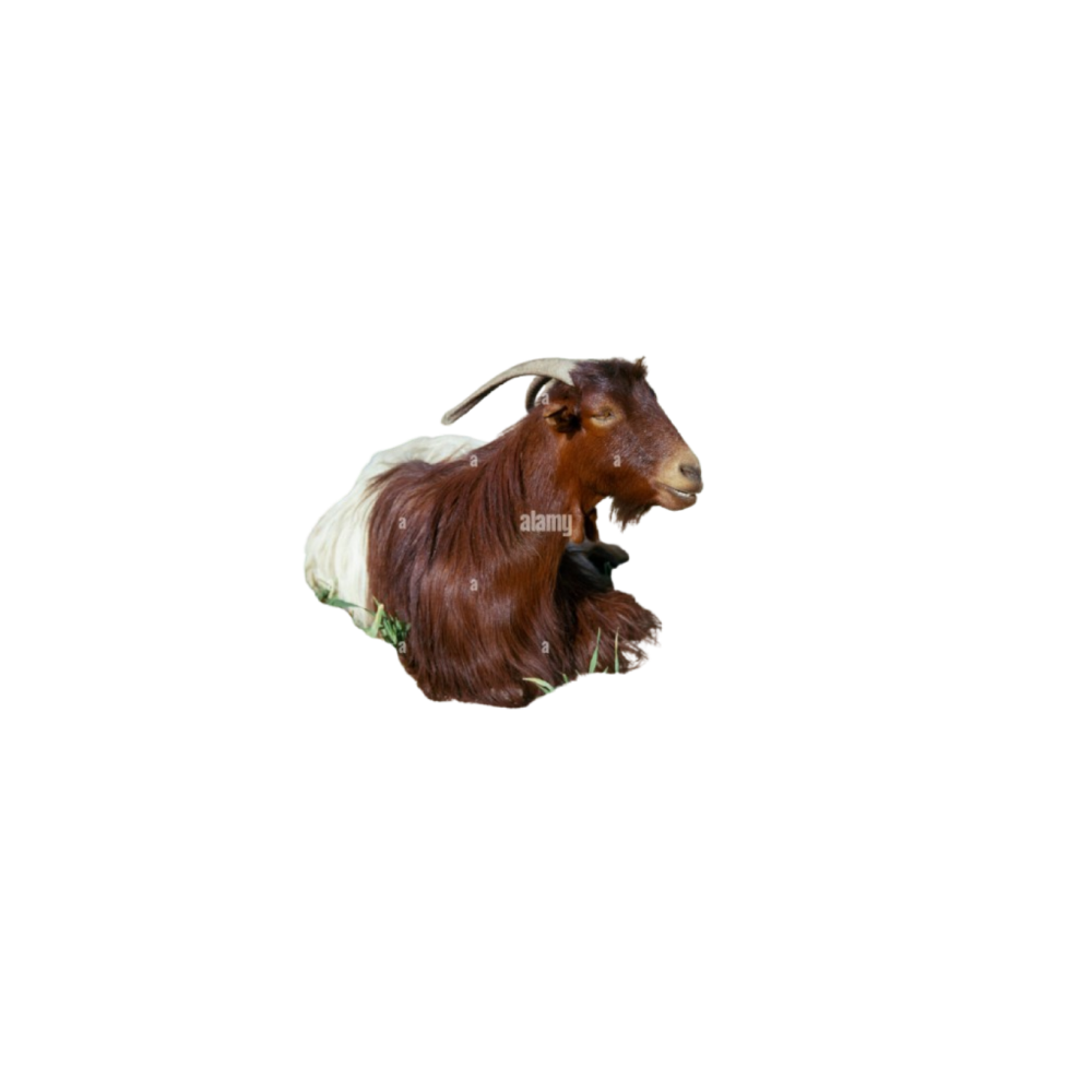 Iranian goat