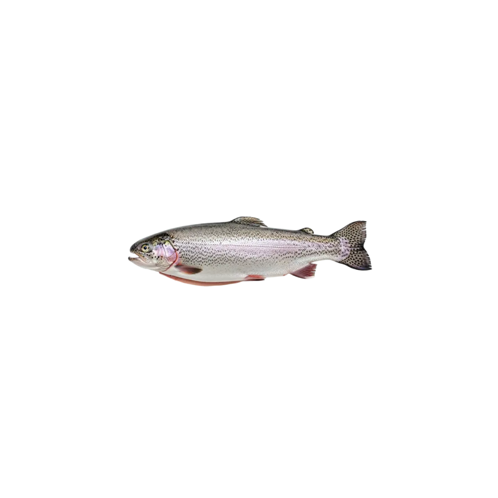 Trout