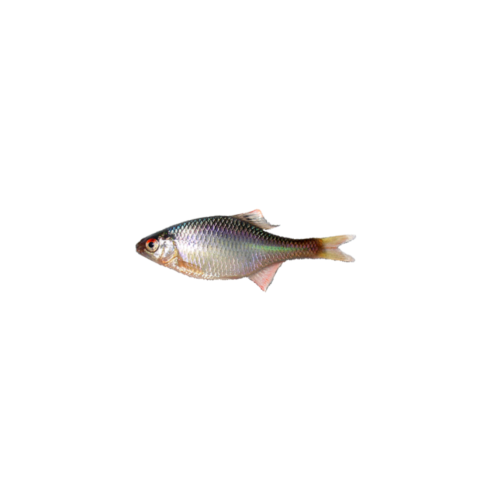 Bitterling (gorchak)