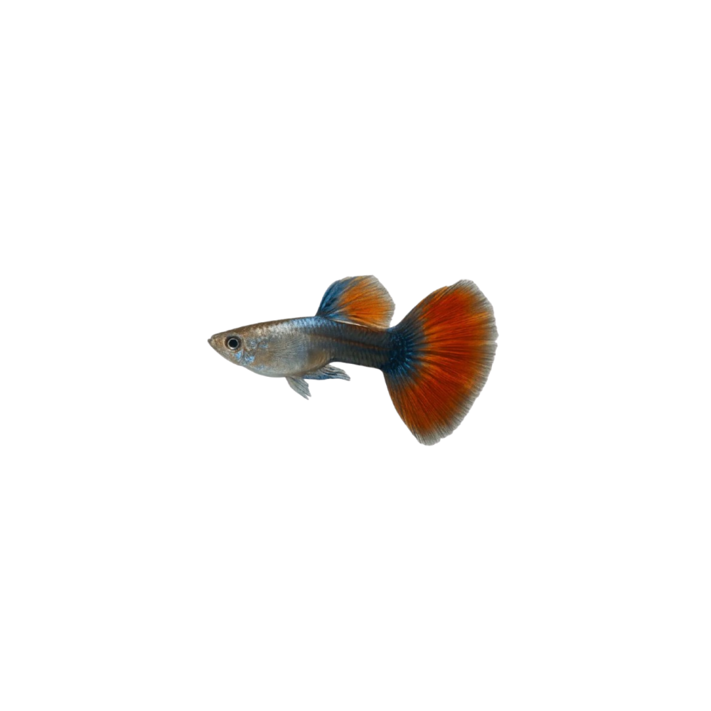 Guppi