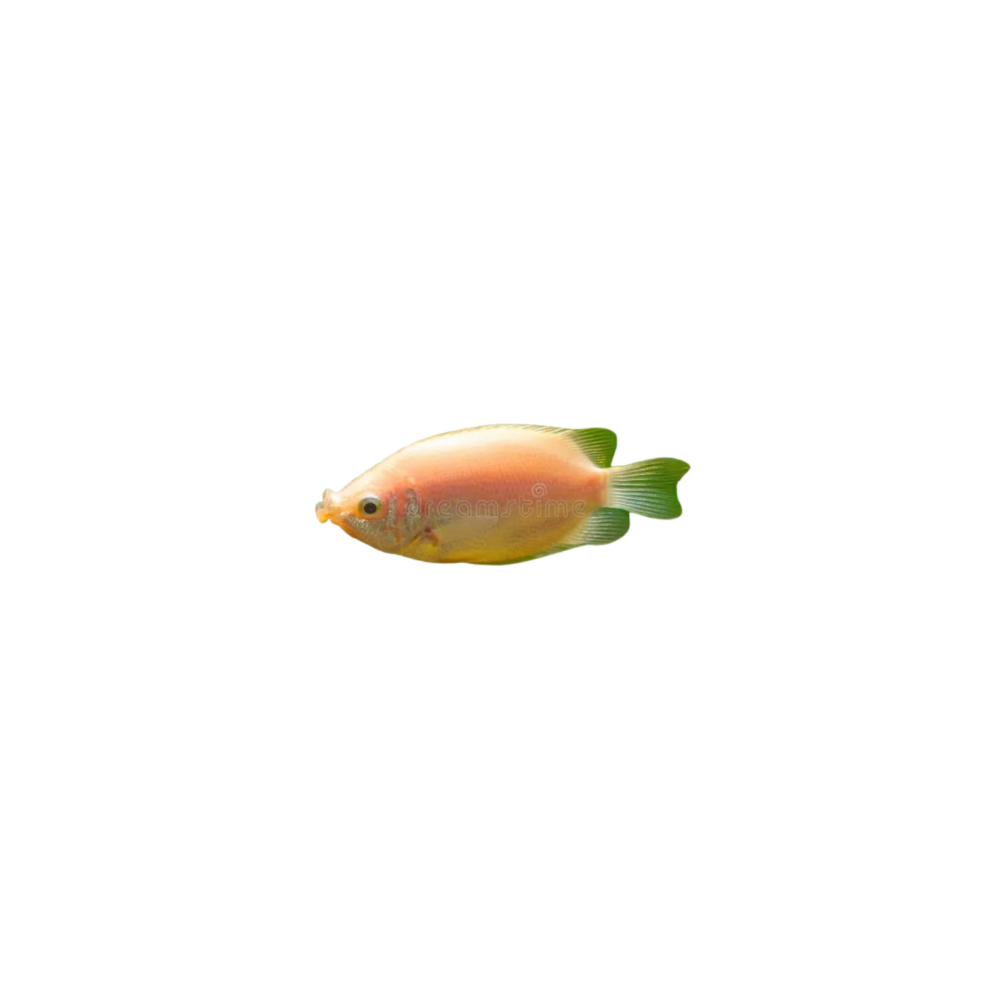 Gourami