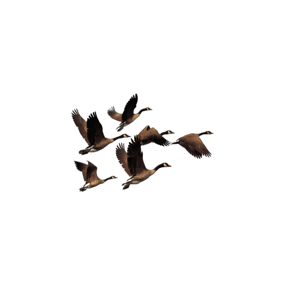 Ғозҳо