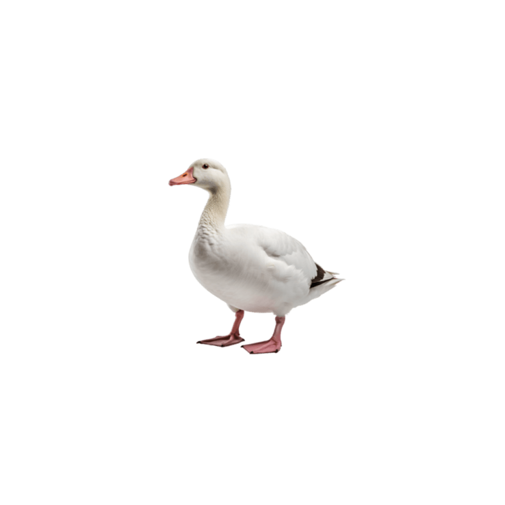 G'az