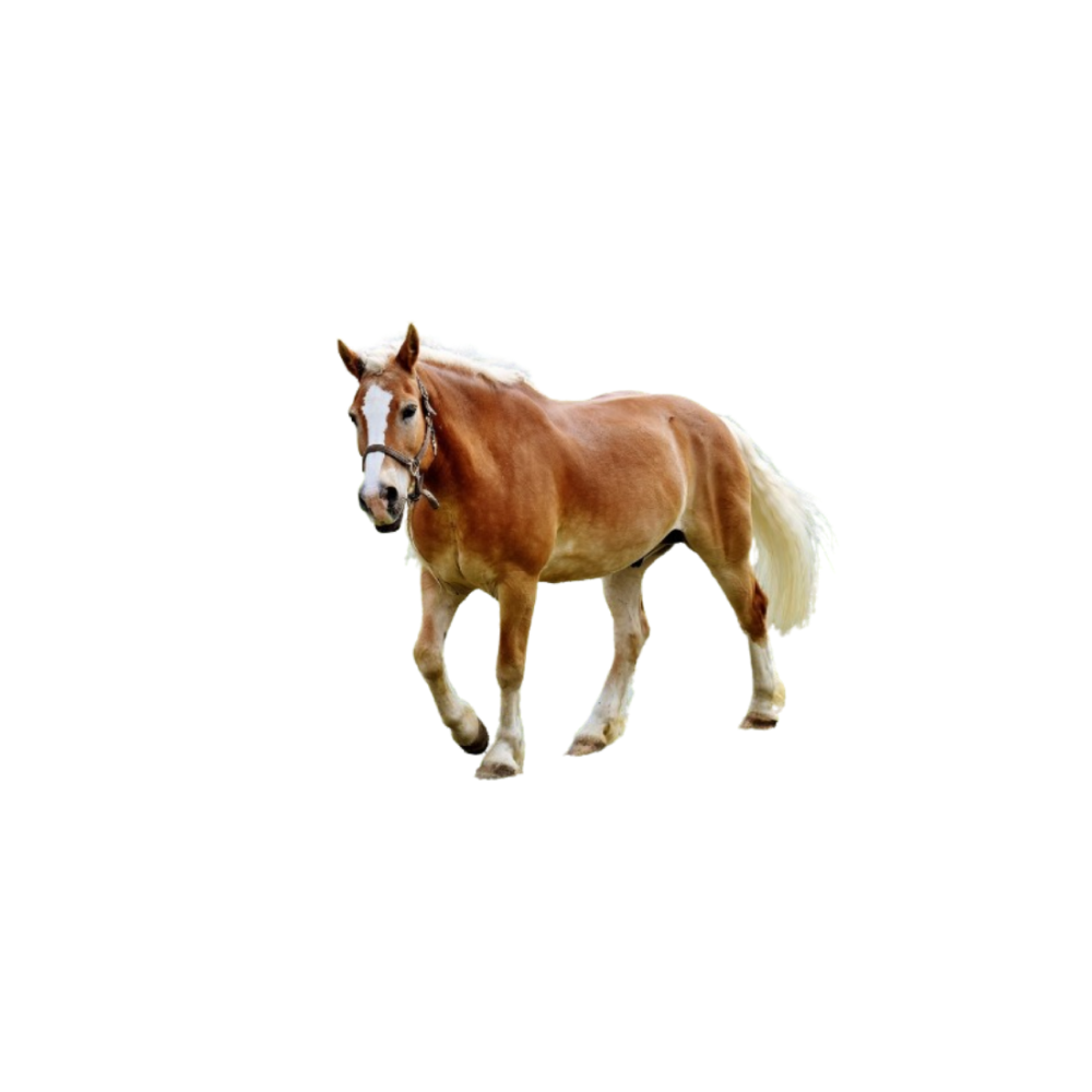 Haflinger