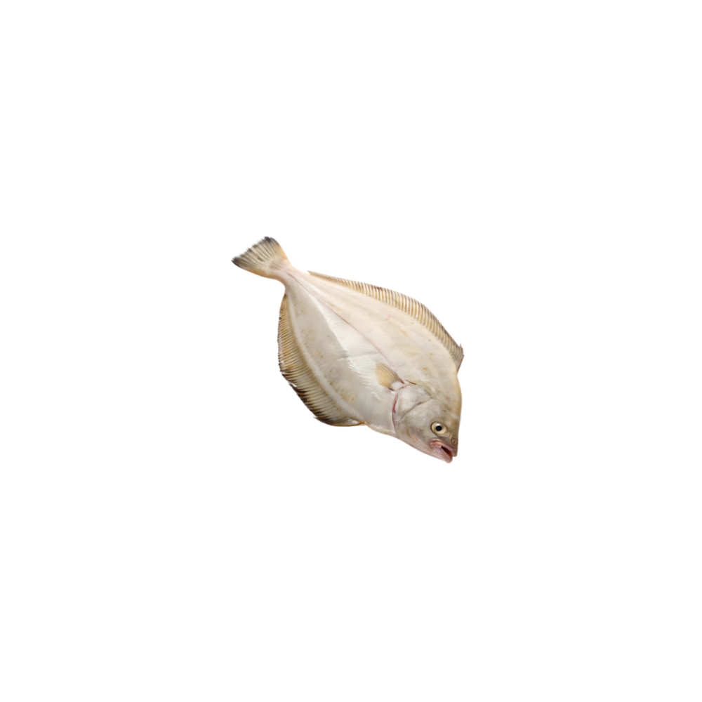 Halibut