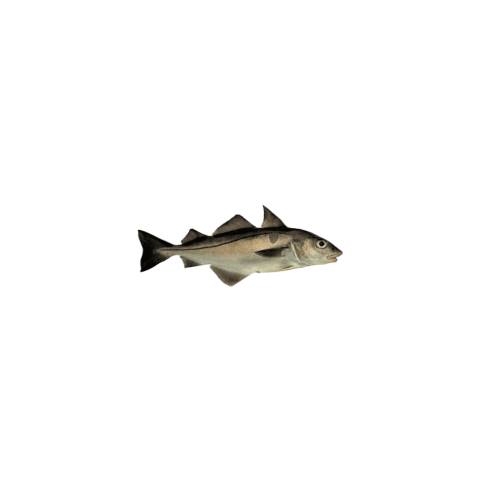 Hake