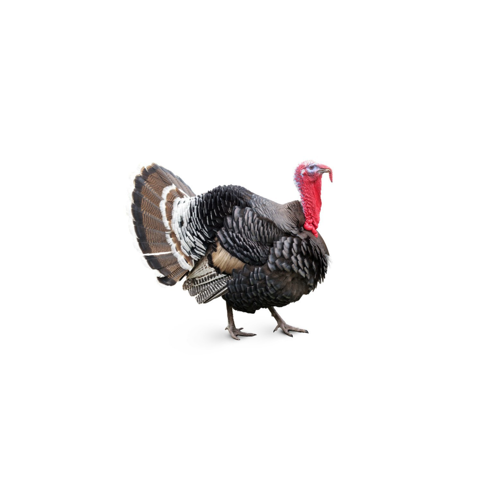 Turkey
