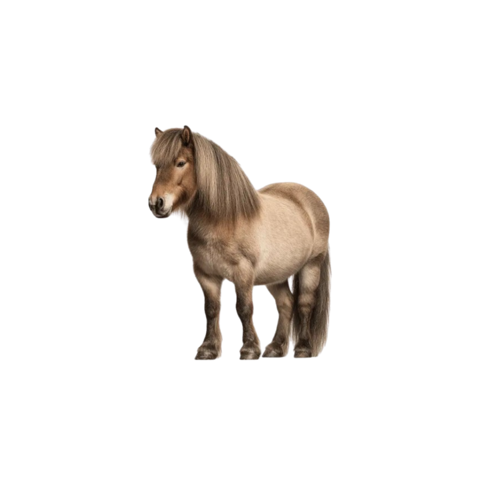 Icelandic pony