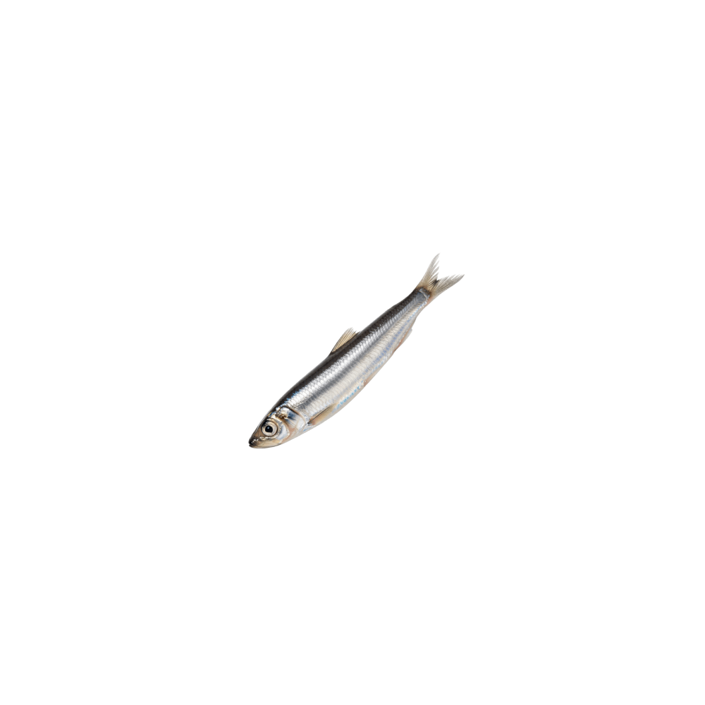Capelin