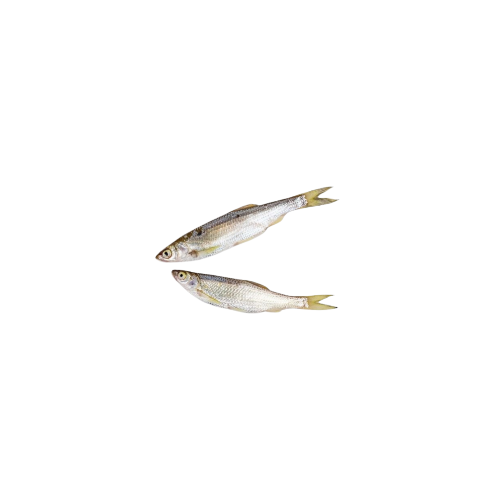 Crucian carp