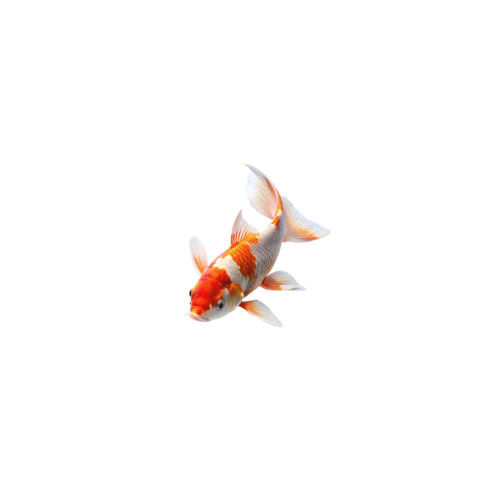 Koi (Decorative Carp)