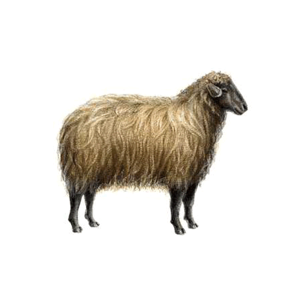 Karakul (karakul type)