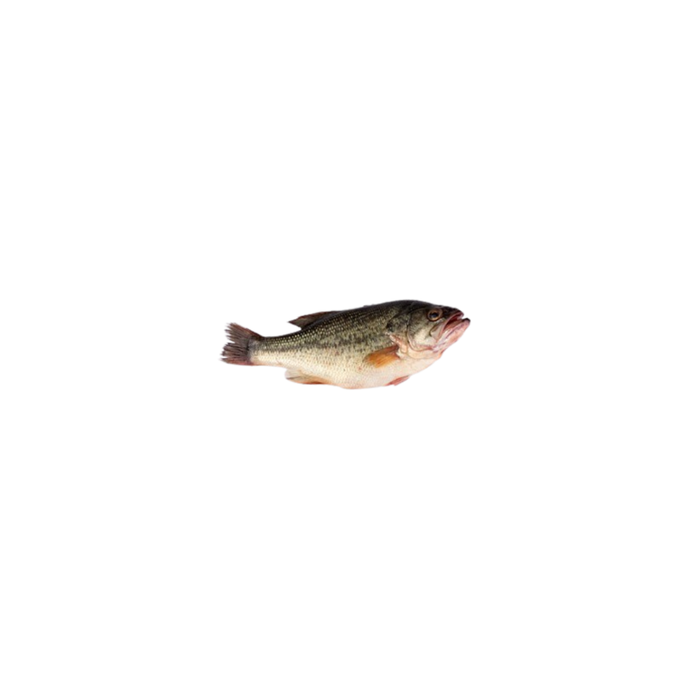 Sea bass
