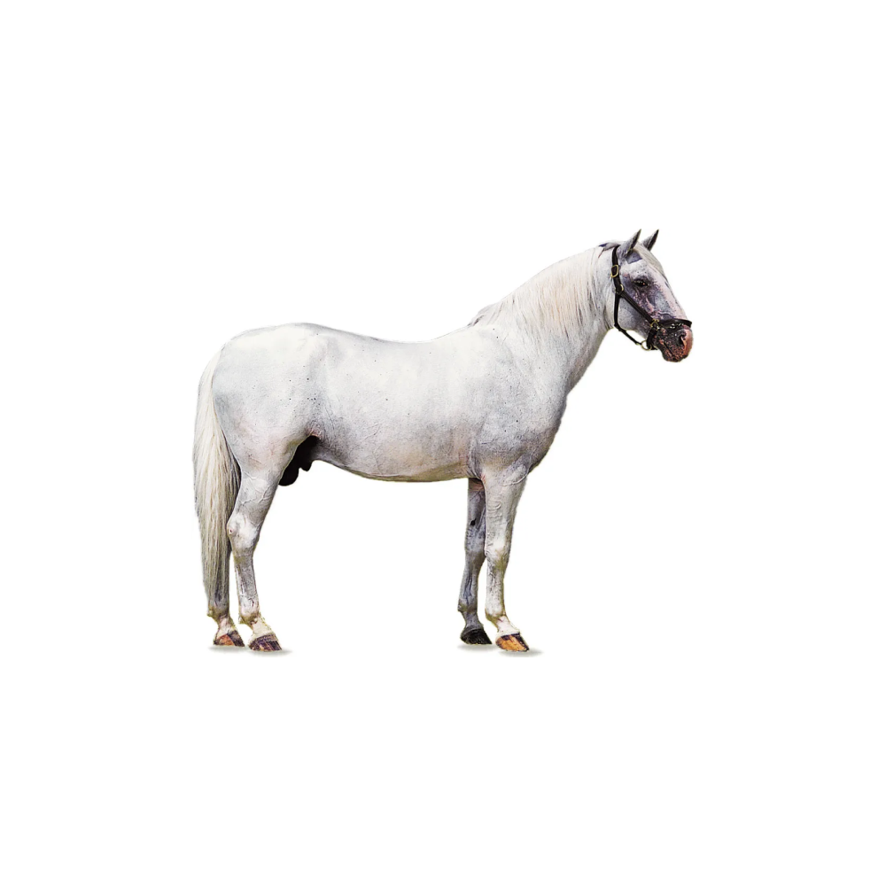 Lipizzaner