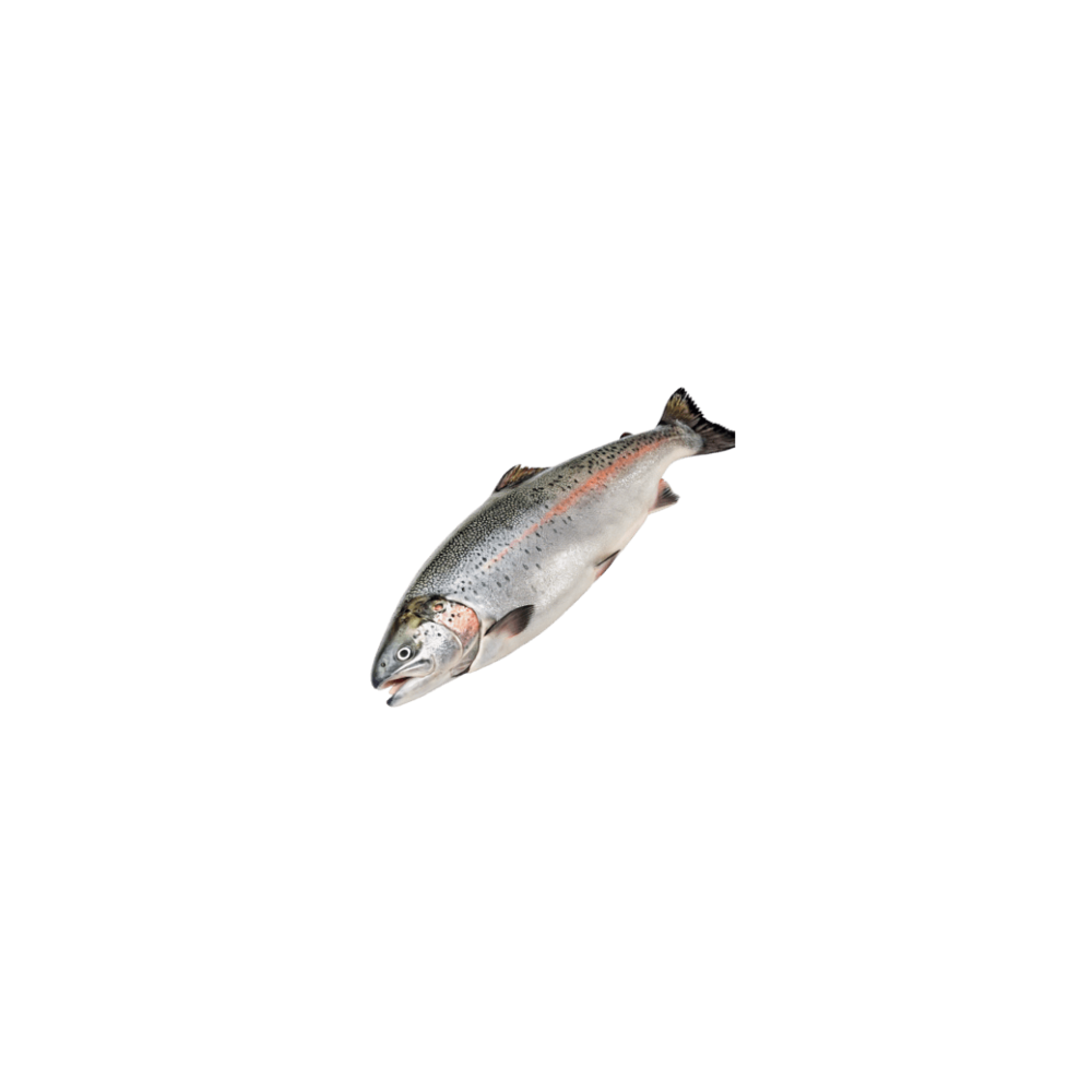 Losos (salmon)