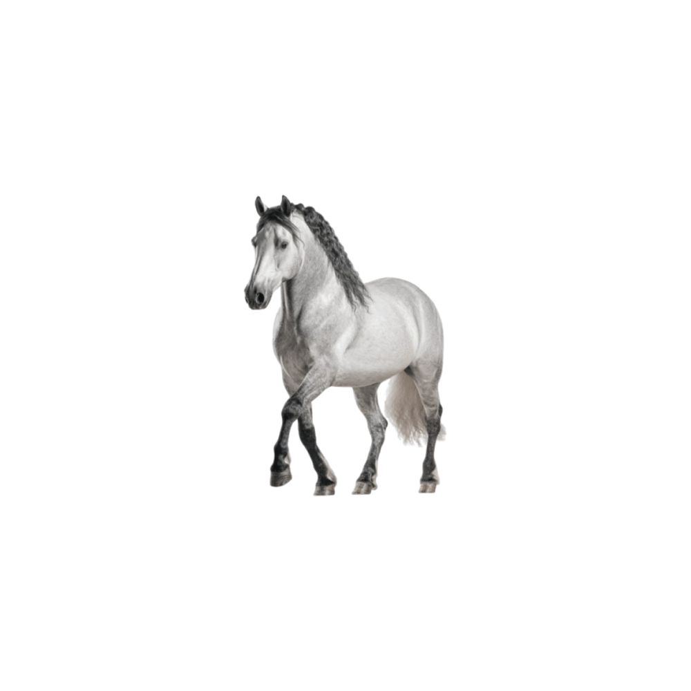 Lusitano