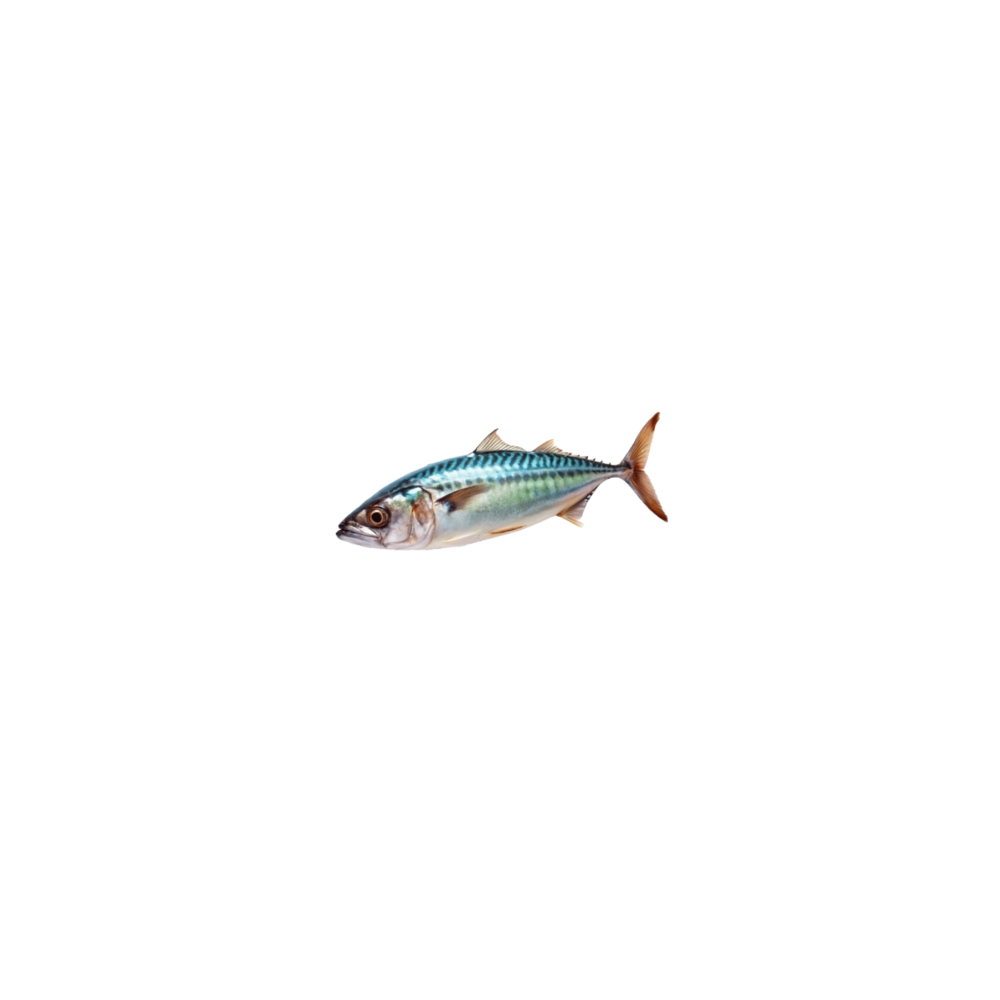 Mackerel