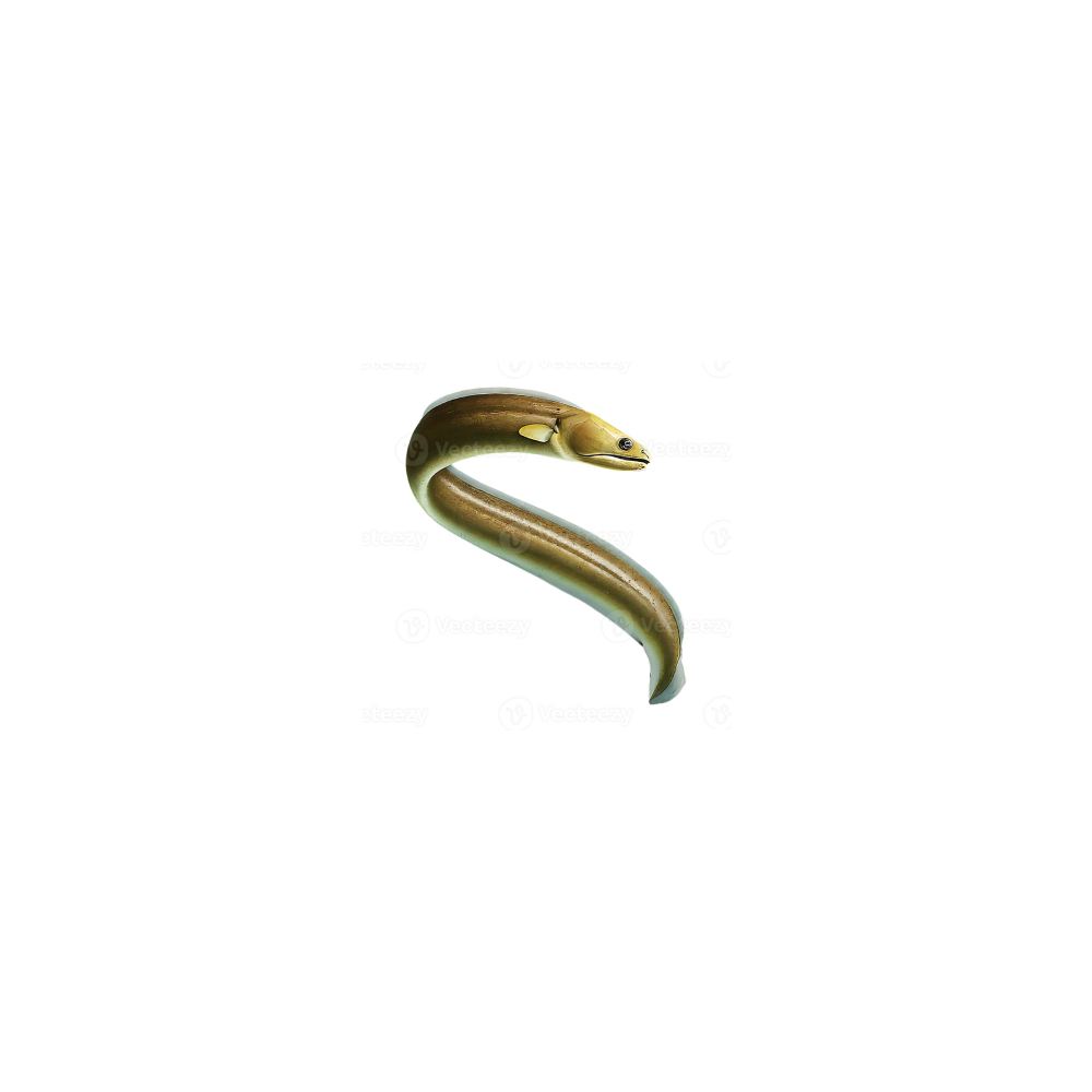 Moray eel