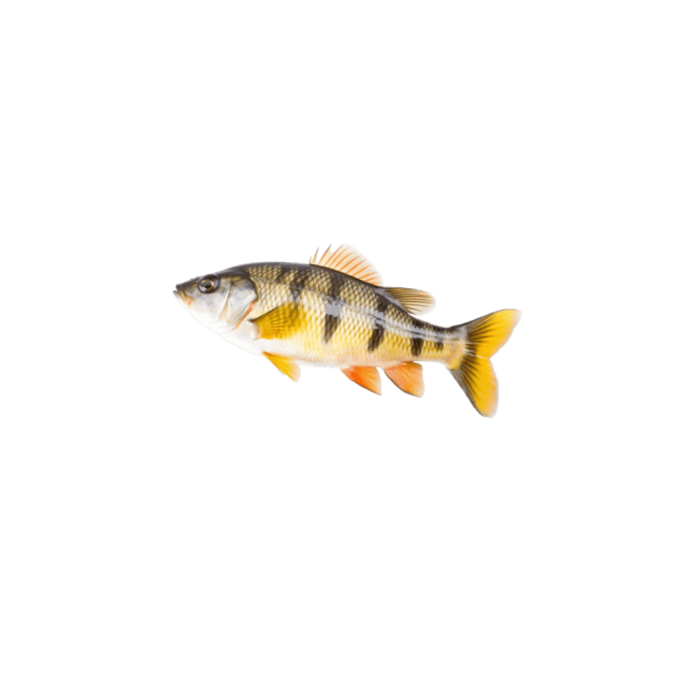 Perch