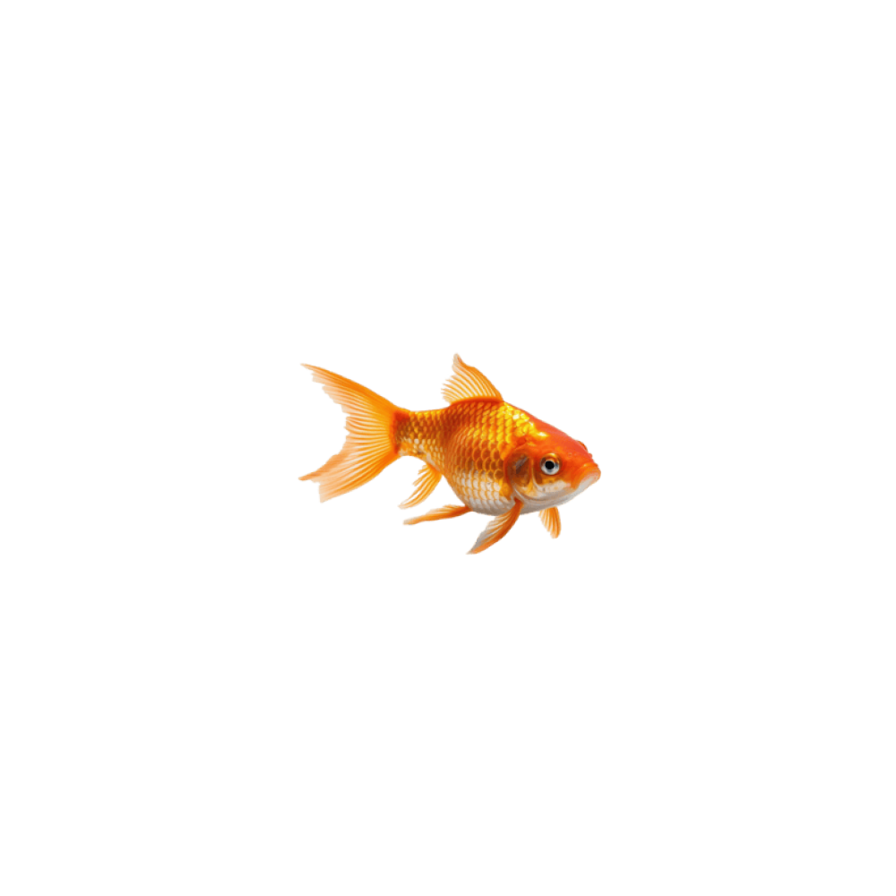 Oltin baliq (goldfish)