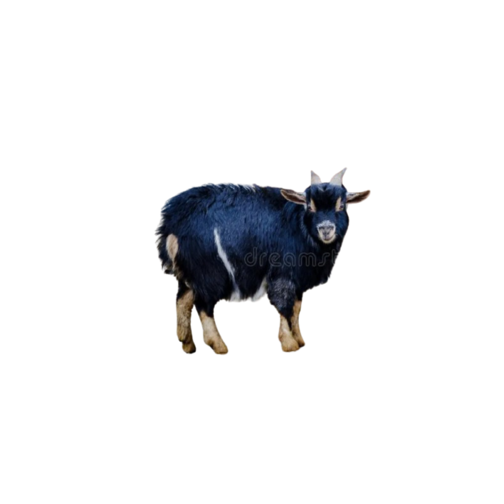 Orenburg goat