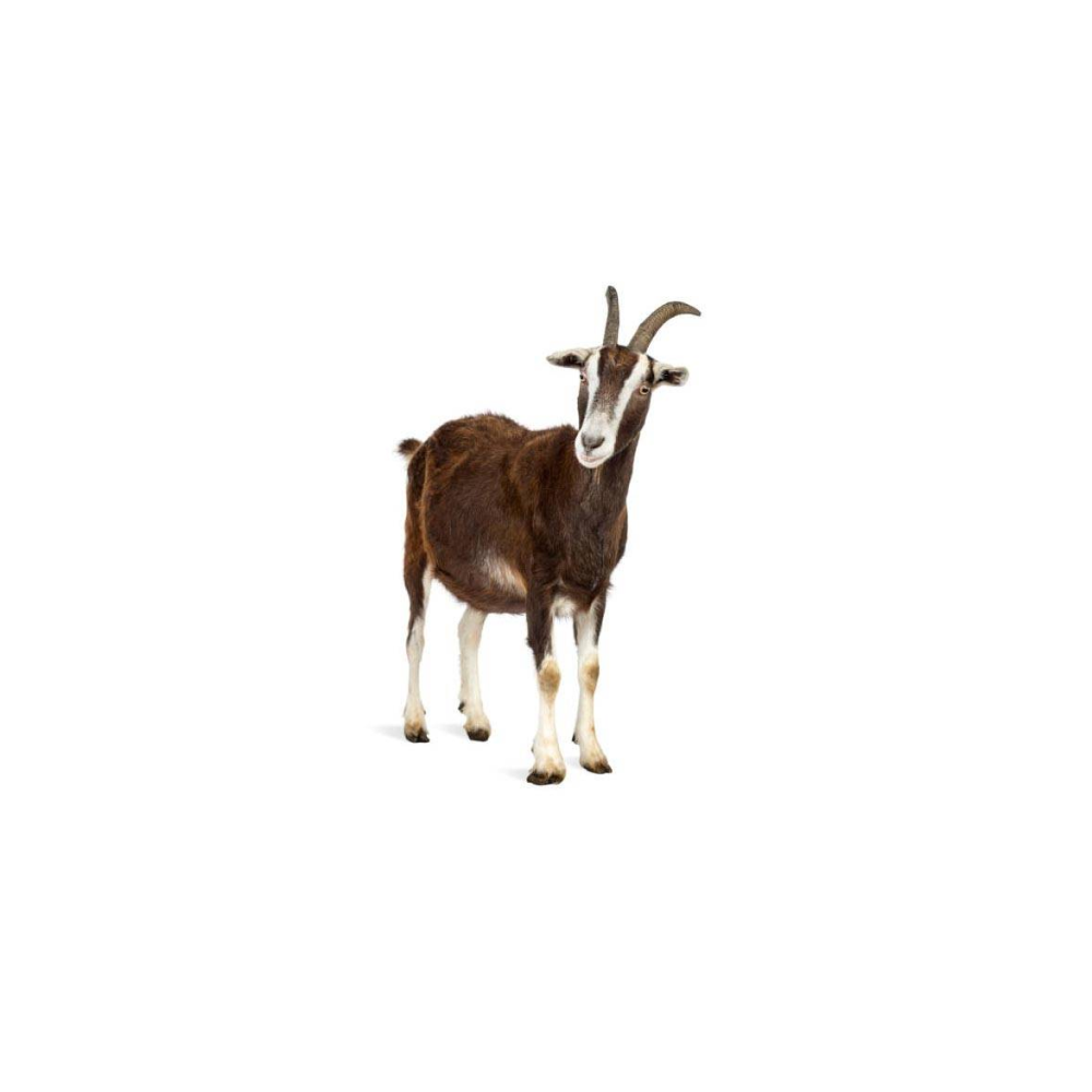 Uzbekistan local goat