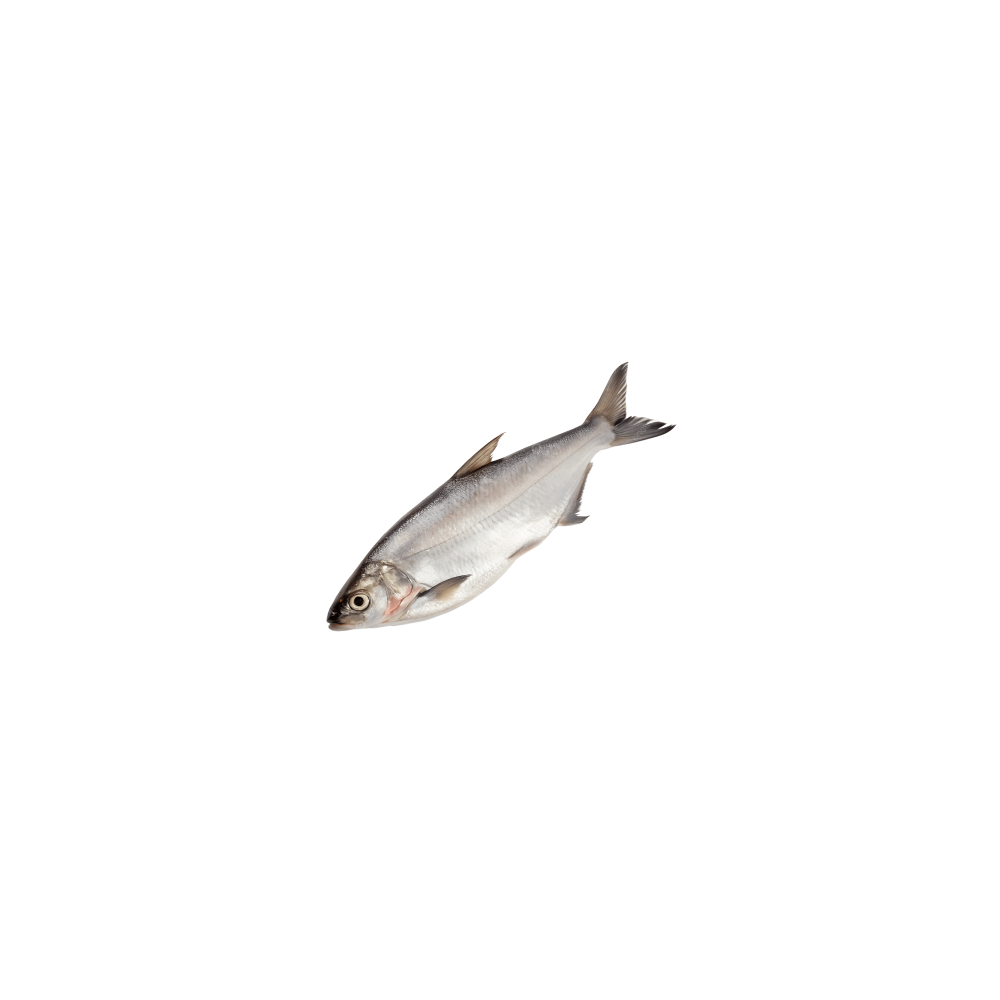 Pangasius