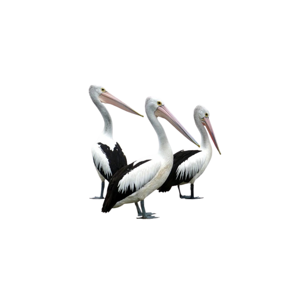 Pelikan